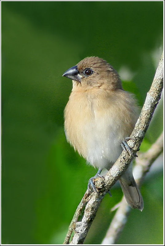 Juvenile Scaly-breasted Munia