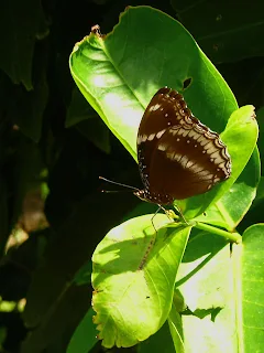 Male Blue Moon Butterfly on the jambu leaf