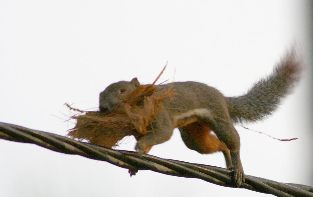 Plaintain Squirrel with nesting material Birds and Nature Photography