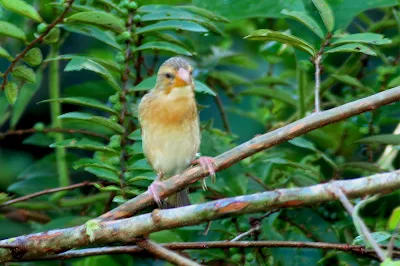 Ciak TempuaBaya Weaver (Ploceus philippinus)