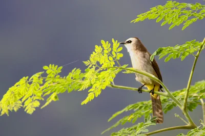 Yellow-vented Bulbul