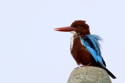 Juvenile White-throated Kingfisher Halcyon smyrnensis