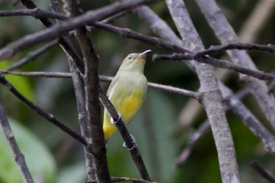 Orange-bellied Flowerpecker