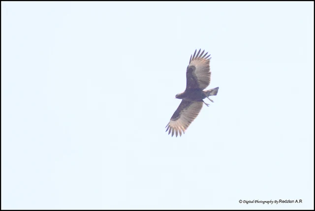 Oriental Honey-buzzard (Pernis ptilorhyncus)