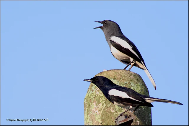 A Pair of Magpie Robin