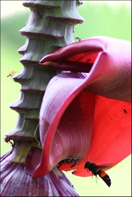 insects at Banana Flower