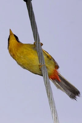 silver-eared mesia at a electric wire