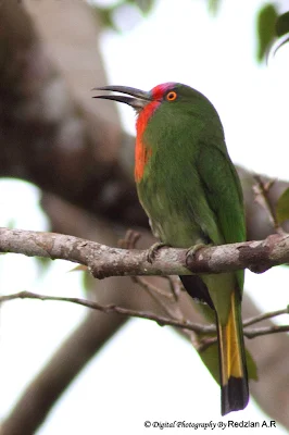 Red-bearded Bee-eater