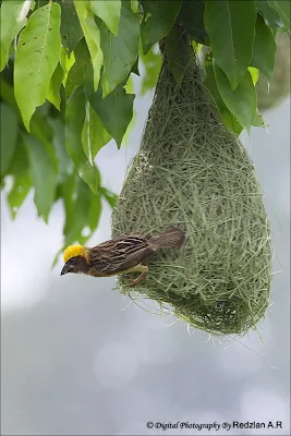 Baya Weaver at the nest