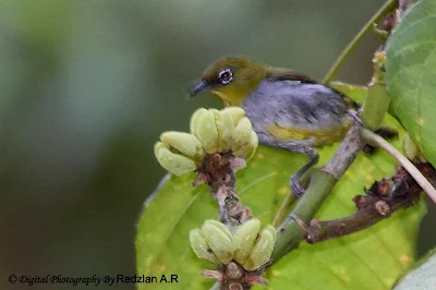 White Eyes