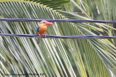  Stork-billed Kingfisher