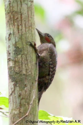 Buff-necked Woodpecker