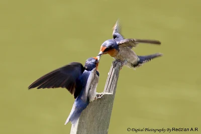 Pacific Swallow feeding 