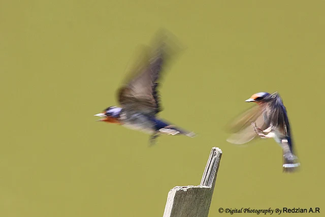 Pacific Swallow landing and take-off