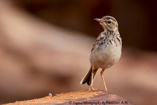 Paddyfield Pipit