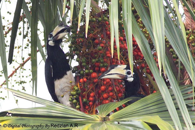 Oriental Pied Hornbill (Anthracoceros albirostris)