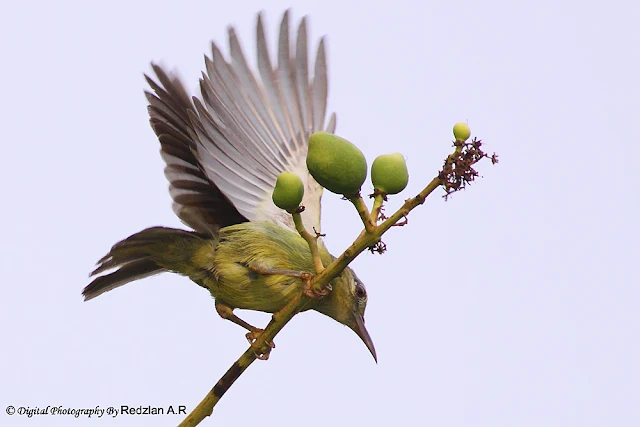 Female SunBird