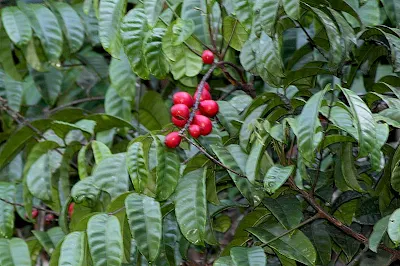 Red Wild Fruits