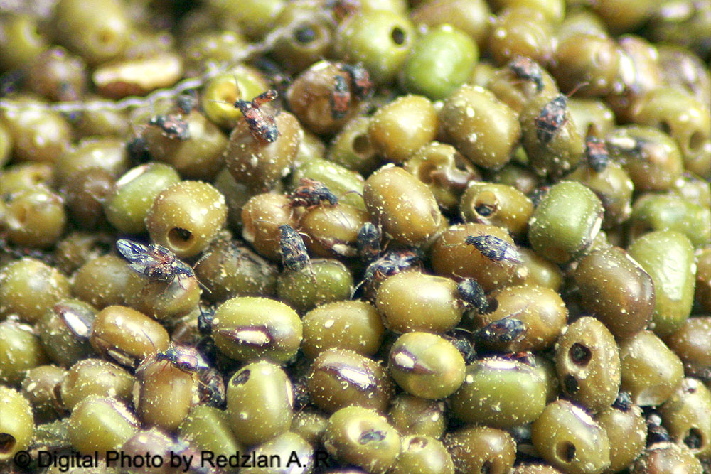 Birds and Nature Photography Raub Bean Bag distroyed by Beetle My