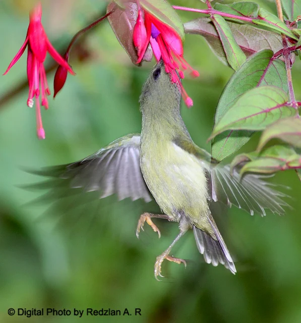 Black-throated Sunbird - feeding