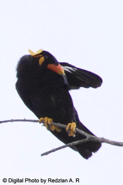 Hill Myna Preening