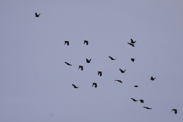 a Flog of Myna