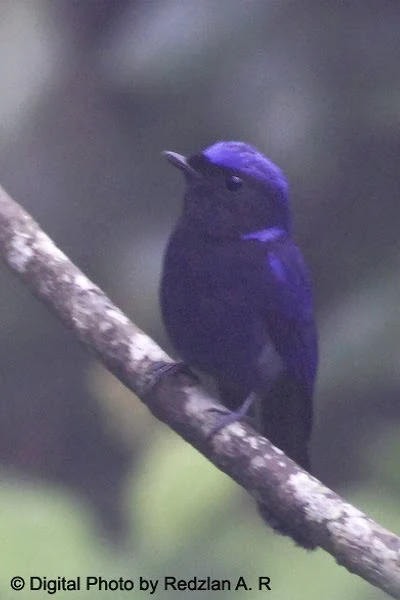 Large Niltava (Niltava grandis)- male