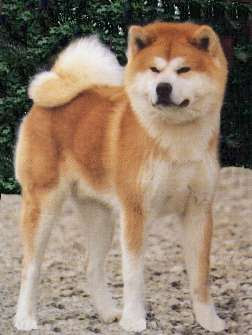 Akita Inu Top Large Dog