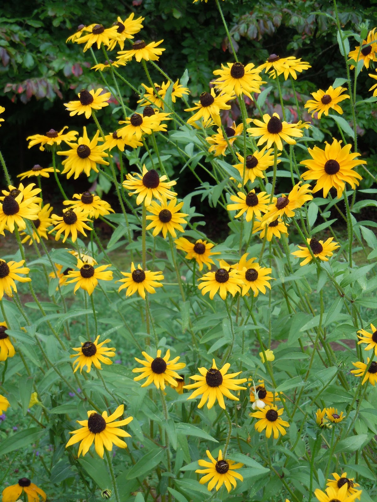 friendship flowers images