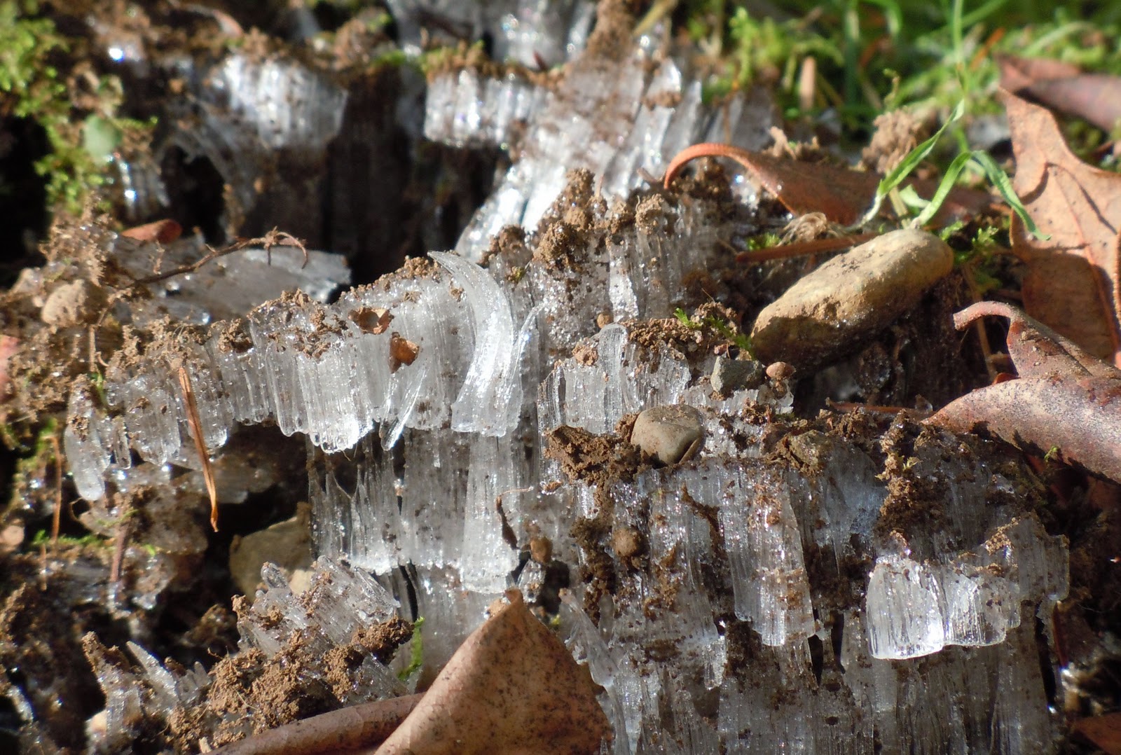 Catbird Scout Frost Heave