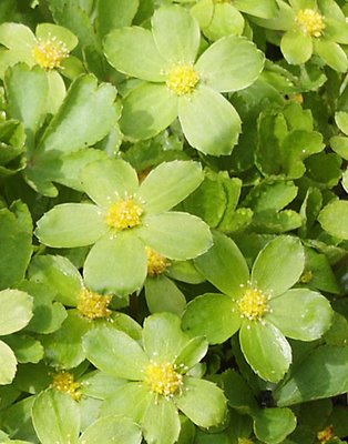 green flowers photos