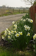 Daffodils