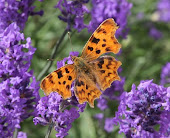 Comma butterfly