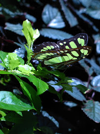 Borboleta