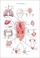 Functionalism, the dominant