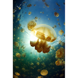Golden Jellyfish-Mastigias papua etpisoni