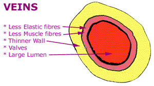 veins function