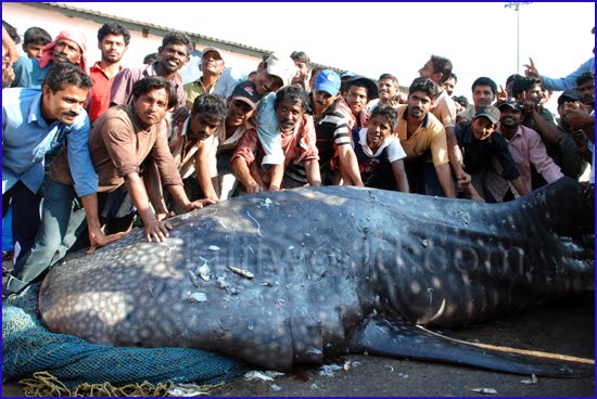 in the Arabian sea soon,