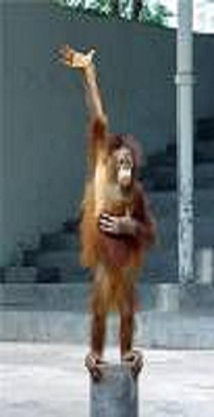 [monkey-2.JPG]