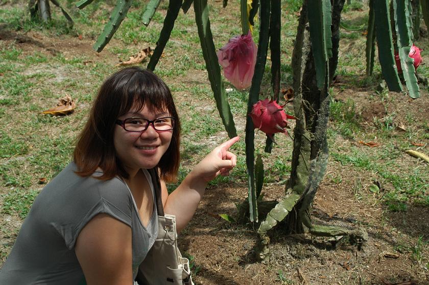 Dragon+fruit+tree+picture