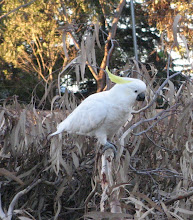 Cockatoo