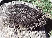 Echidna (Tachyglossus aculeatus)