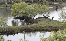 mangroves