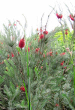 Kangaroo paw