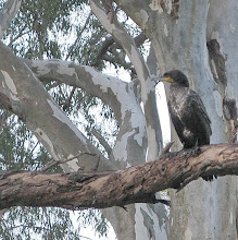 Black cormorant