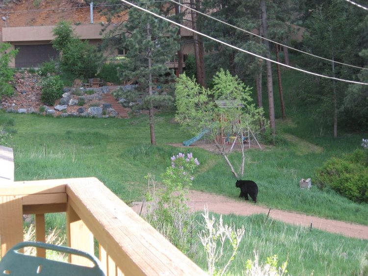 [Bear@Webster]