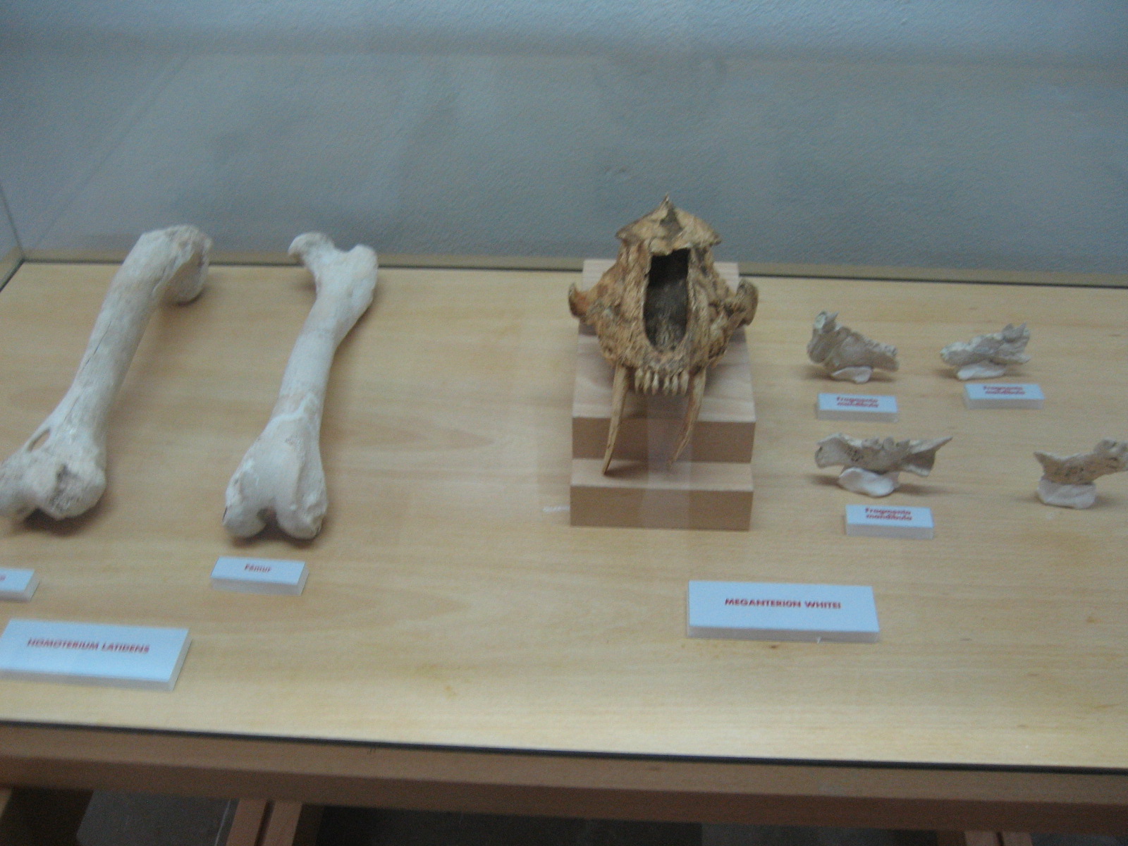 [M.Orce.huesos+animales.jpg]