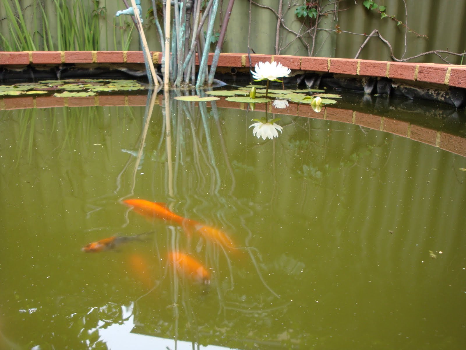[DSC00488.JPG]