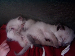 sleeping kitties