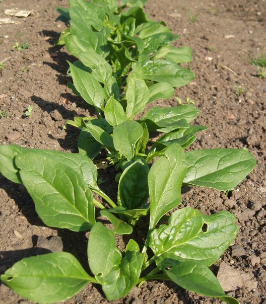 [Spinach+18.9.09.JPG]